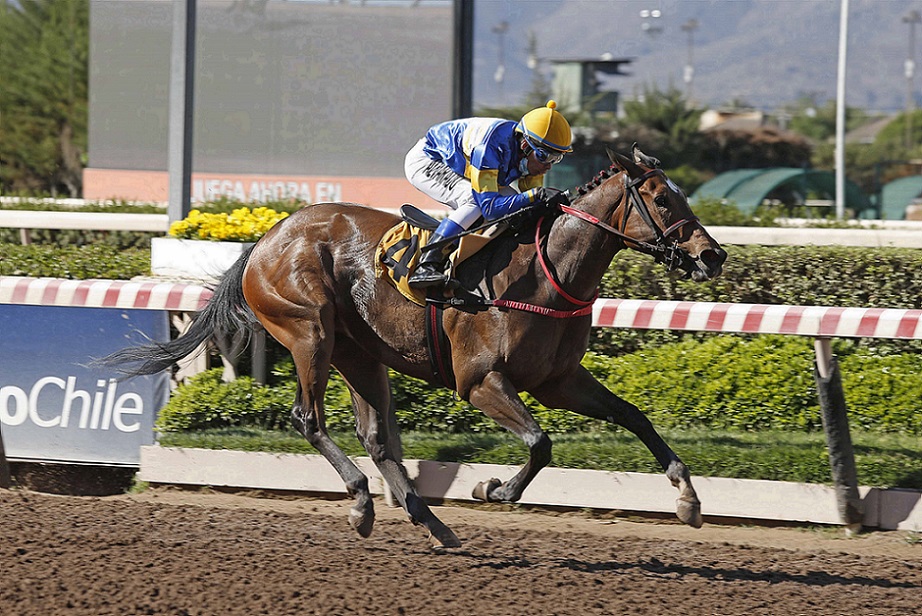 Picaña, horse, Haras Masaiva, Clásico Carlos Hirmas Atala, sábado, 13 de noviembre de 2021, Club Hípico de Santiago. Foto: Jaime Cortés