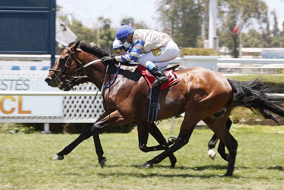 El Bolzón, horse, Lookin At Lucky, Clásico Vamos A La Hípica, lunes, 20 de diciembre de 2021, Club Hípico de Santiago. Foto: Jaime Cortés