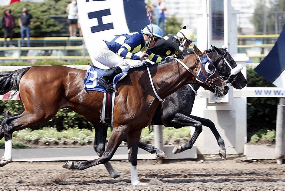 El Mañio, horse, Haras San Patricio, Clásico Luis Rosselot Bordeu, sábado, 11 de diciembre de 2021, Hipódromo Chile. Foto: Jaime Cortés
