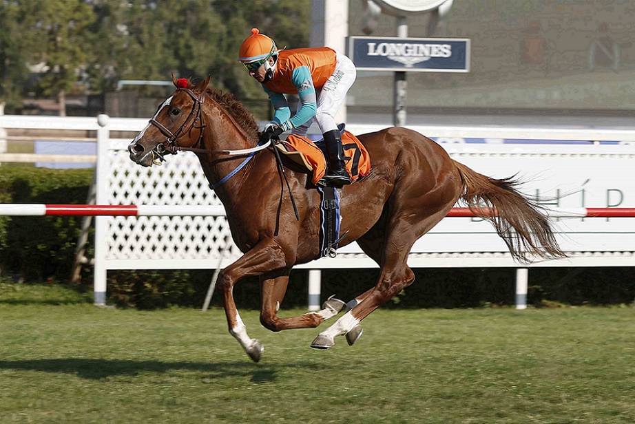 Fortino, horse, Midshipman, Clásico Debut Potrillos, domingo, 6de diciembre de 2021, Club Hípico de Santiago. Foto: Jaime Cortés