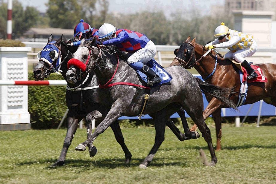 Master Money, horse, Mastercraftsman, Clásico TVTurf Movil, lunes, 20 de diciembre de 2021, Club Hípico de Santiago. Foto: Jaime Cortés