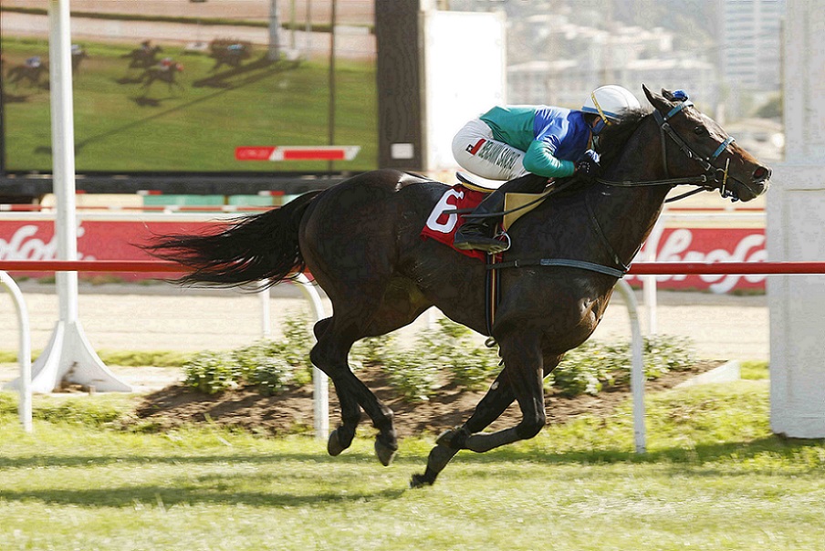 Pogbaa, horse, Stud Matriarca, Clásico Irish Glory, 22 de diciembre de 2021, Valparaíso Sporting Club. Foto: Jaime Cortés