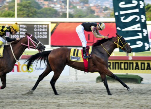 Sharapova, horse, Great Hunter, Clásico Gustavo Ávila, domingo, 12 de diciembre de 2021, La Rinconada. Foto: José Antonio Aray