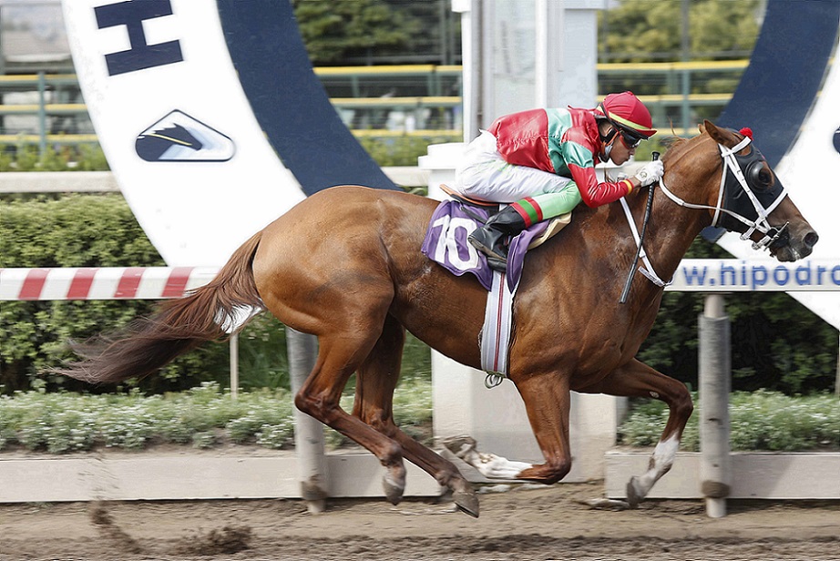 The Best Victory, horse, Stud Haras Sumaya, California Chrome, sábado, 25 de diciembre de 2021, Hipódromo Chile . Foto: Jaime Cortés
