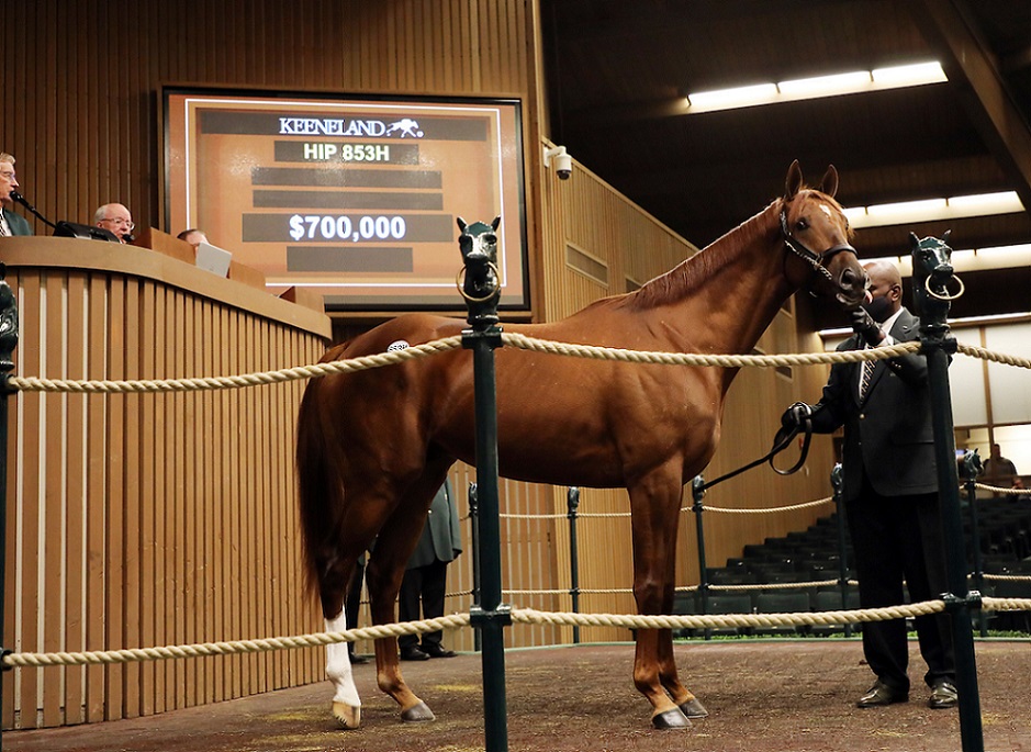 Belgrade, Hip 853, Horse, Hard Spun en Miss Prytania por Eskendereya, sesión 2, Keeneland Sales, miércoles, 12 de enero de 2022, Keeneland. Foto: Keeneland