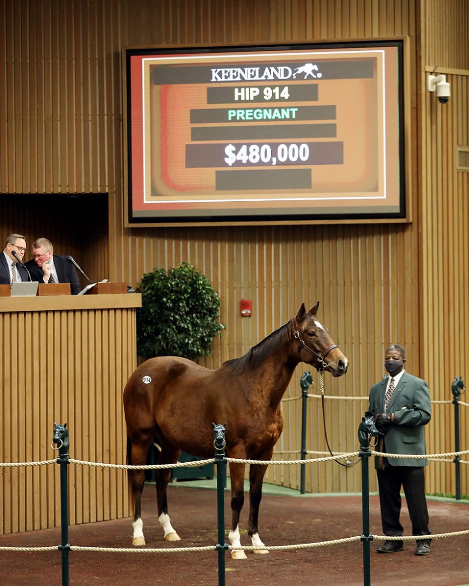Crowning Jewel, Hip 914, Horse, Into Mischief en Bedazzle por, sesión 3, Keeneland Sales, jueves, 13 de enero de 2022, Keeneland. Foto: Keeneland
