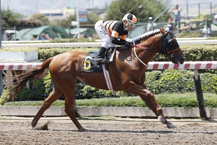 Dubái Market, horse, Haras Las Araucarias, Clásico Maporal, sábado, 15 de enero de 2022, Hipódromo de Chile. Foto: Jaime Cortés