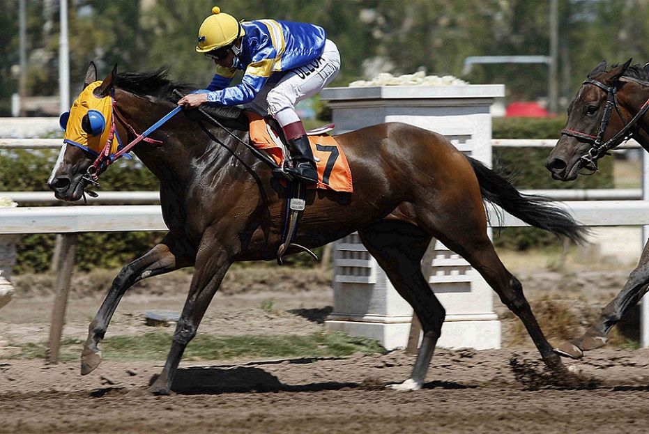 Le Da Vida, horse, Haras Masaiva, Clásico María Fumata, viernes, 28 de enero de 2022, Club Hípico de Santiago. Foto: Jaime Cortés
