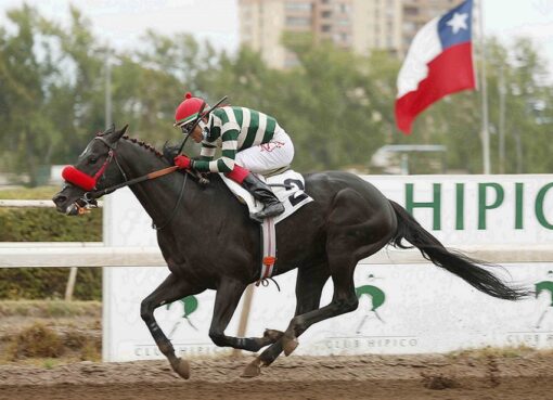 Puerto Chico, horse, Shanghai Bobby, Clásico Alfonso Vial, lunes, 17 de enero de 2022, Club Hípico de Santiago. Foto: Jaime Cortés