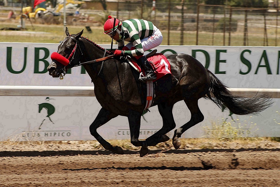 Puerto Chico, horse, Shanghai Bobby, Clásico La Prueba, lunes, 3 de enero de 2022, Club Hípico de Santiago. Foto: Jaime Cortés