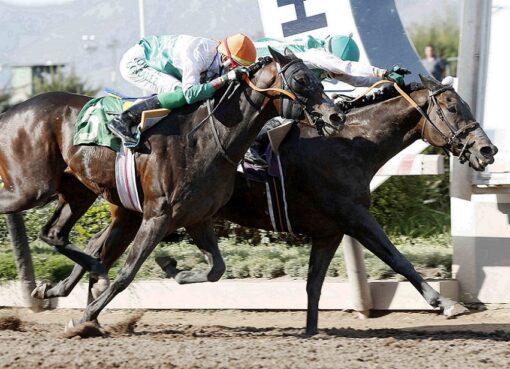 Win Here, horse, Haras El Sheik, Clásico Julio Prado Amor, sábado, 15 de enero de 2022, Hipódromo de Chile. Foto: Jaime Cortés