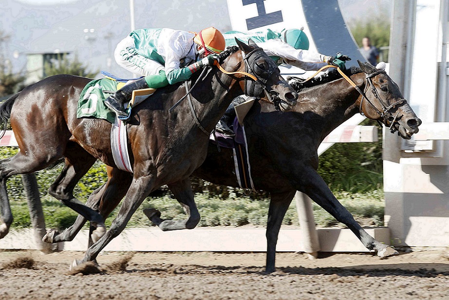 Win Here, horse, Haras El Sheik, Clásico Julio Prado Amor, sábado, 15 de enero de 2022, Hipódromo de Chile. Foto: Jaime Cortés