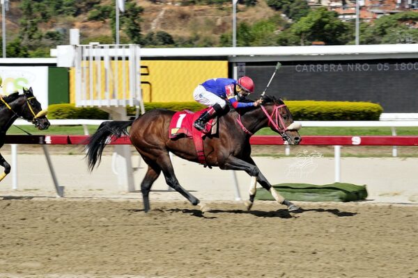 Apistos, horse, Haras Oropal, Clásico Hylander, domingo, 30 de enero de 2022, La Rinconada. Foto: José Antonio Aray