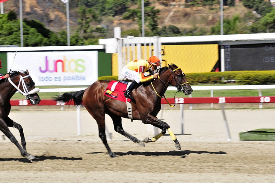 Impressive Pluvius, horse, Haras Los Samanes, Clásico Francisco De Miranda, domingo, 23 de enero de 2022, La Rinconada. Foto: José Antonio Aray