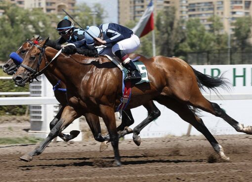 Rey Sidonio, horse, Gemologist, Clásico Royal Champion, viernes 4 de febrero de 2022, Club Hípico de Santiago. Foto: Jaime Cortés