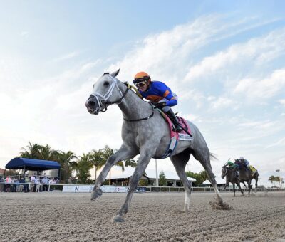White Abarrio, horse, Spendthrift Farm, Holy Bull Stakes, sábado, 5 de febrero de 2022, Gulfstream Park. Foto: Coglaniese Photo
