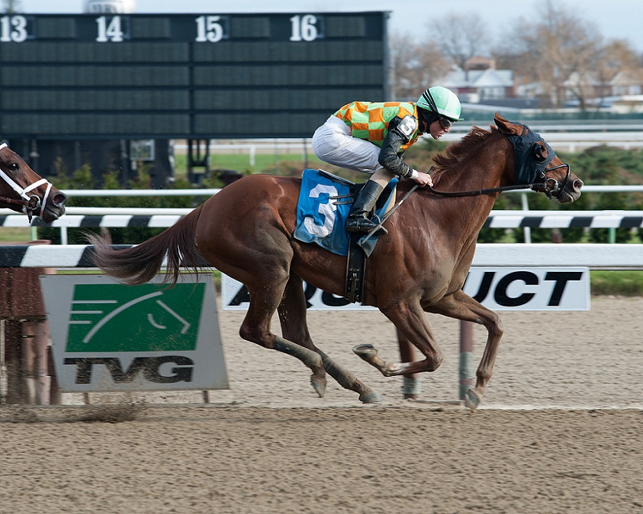 My Wandy´s Girl, horse, Constitution, Pentelis Stakes, sábado, 15 de noviembre de 2012, Aqueduct. Foto: Coglaniese Photo
