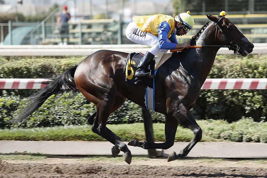 El Notable, horses, Haras Convento Viejo, Clásico Gran Handicap de Chile, jueves, 3 de marzo de 2022, Hipódromo Chile. Foto: Jaime Cortés