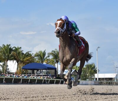 My Prankster, horse, Into Mischief, Swale Stakes, sábado, 5 de febrero de 2022, Gulsftream Park. Foto: Coglianese Photo