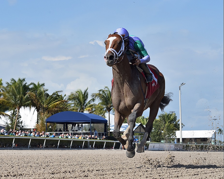 My Prankster, horse, Into Mischief, Swale Stakes, sábado, 5 de febrero de 2022, Gulsftream Park. Foto: Coglianese Photo