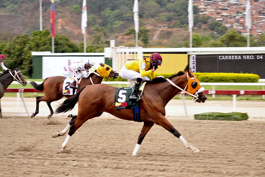 Srta Chenoma, horse, Haras La Invasión, Clásico Eduardo Larrazábal, domingo, 20 de marzo de 2022, La Rinconada. Foto: José Antonio Aray