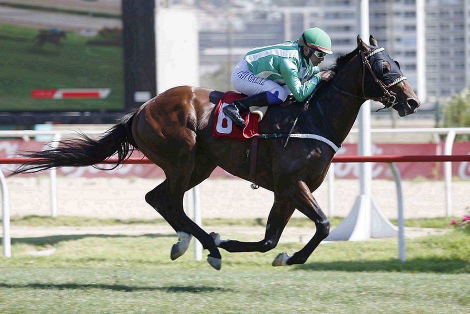 Zagat, horse, Zampano, Clásico Victory Roar, miércoles, 9 de marzo de 2022, Valparaíso Sporting Club. Foto: Jaime Cortés