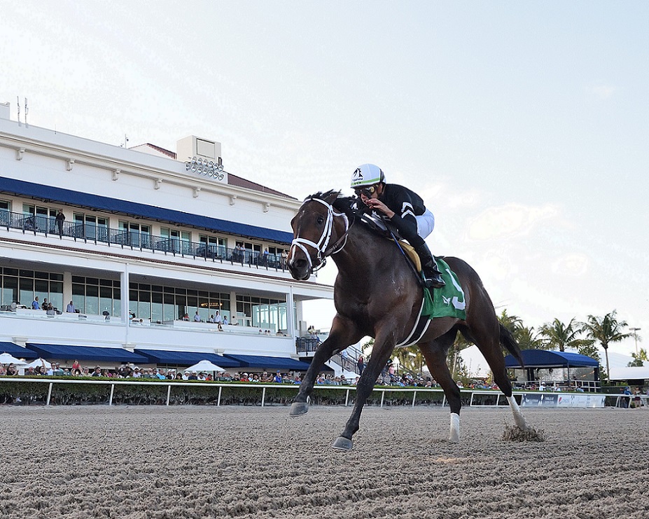 Provocateur, horse, Spendthrift Farm, Hutcheson Stakes, sábado, 19 de marzo de 2022, Gulfstream Park. Foto: Coglianese Photo