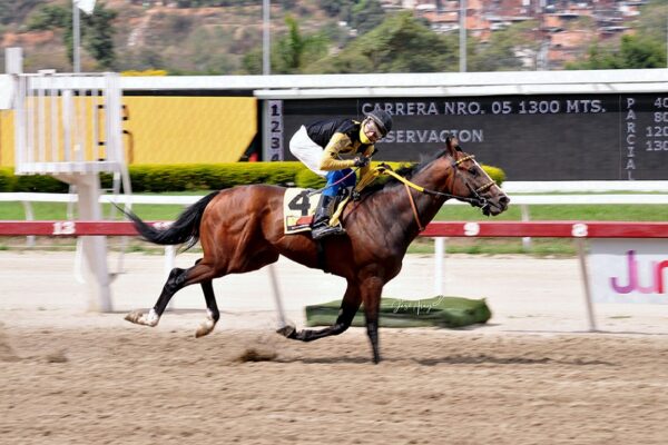 Amelazado, horse, Haras La Orlyana, Clásico Mauricio Azar, domingo, 13 de marzo de 2022, La Rinconada. Foto: José Antonio Aray