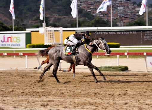 Barrywhite, horse, Haras Vista Hermosa, Clásico Federico Carmona, domingo, 10 de abril de 2022, La Rinconada. Foto: José Antonio Aray