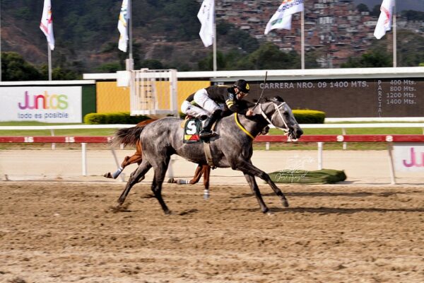 Barrywhite, horse, Haras Vista Hermosa, Clásico Federico Carmona, domingo, 10 de abril de 2022, La Rinconada. Foto: José Antonio Aray