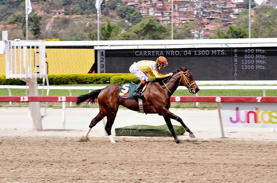 Sylvanella, horse, Haras Urama, Clásico Ana María Freudman, domingo, 13 de marzo de 2022, La Rinconada. Foto: José Antonio Aray
