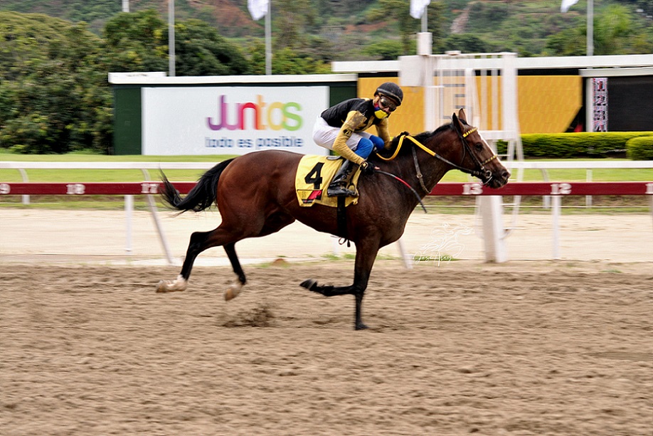Amelazado, horse, Haras La Orlyana, Clásico Hypocrite, domingo, 8 de mayo de 2022, La Rinconada. Foto José Antonio Aray