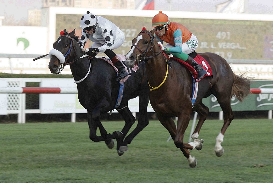Fortino, horse, Midshipman, Clásico Álvaro Covarrubias, domingo, viernes, 13 de mayo de 2022, Club Hípico de Santiago. Foto: Jaime Cortés