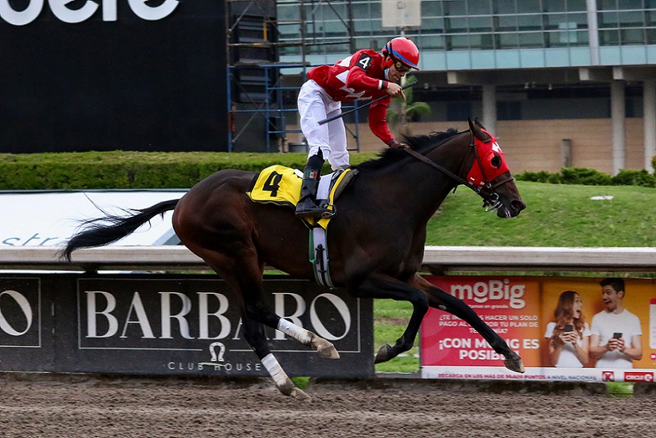 Talentoso Mozart, horse, More Than Regal, Clásico Alabastro, Hipódromo de Las Américas, sábado, 14 de mayo de 2022. Foto: Miguel Ángel Espinoza