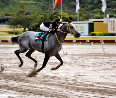 Barrywhite, horse, Haras Vista Hermosa, Clásico ENB, domingo, 5 de junio de 2022, La Rinconada. Foto José Antonio Aray