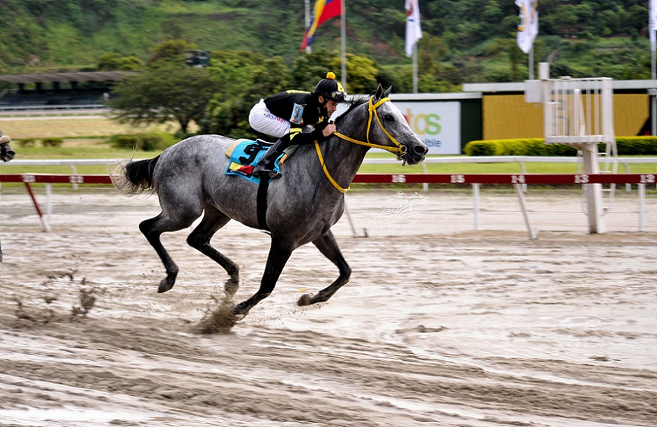 Barrywhite, horse, Haras Vista Hermosa, Clásico ENB, domingo, 5 de junio de 2022, La Rinconada. Foto José Antonio Aray