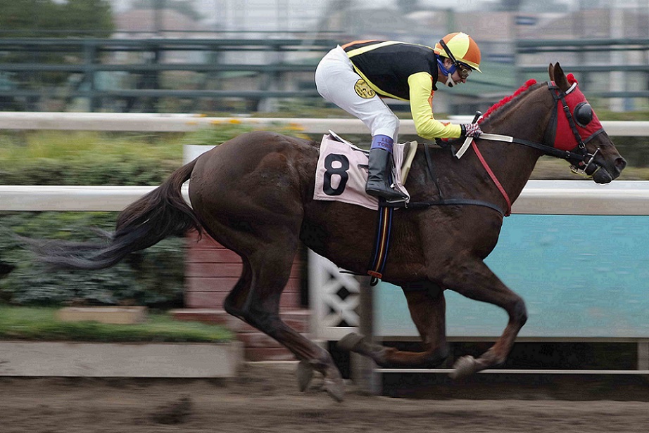 Cuídate Mucho, horse, Haras Santa Olga, Clásico Comité Olímpico de Chile, jueves, 2 de junio de 2022, Hipódromo de Chile. Foto: Jaime Cortés