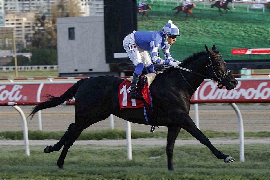 Siempre Conmigo, horse, Haras Santa Marta, Clásico Gran Premio Gonzalo Bofill de Caso, Miércoles, 1 de junio de 2022, Valparaíso Sporting Club. Foto: Jaime Cortés