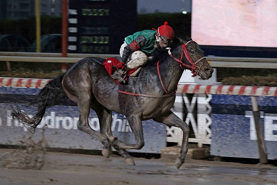 No Pain No Gain, horse, Haras Dadinco, Clásico Dirección de Fomento Equino y Remonta del Ejército, sábado, 9 de julio de 2022, Hipódromo de Chile. Foto: Jaime Cortés