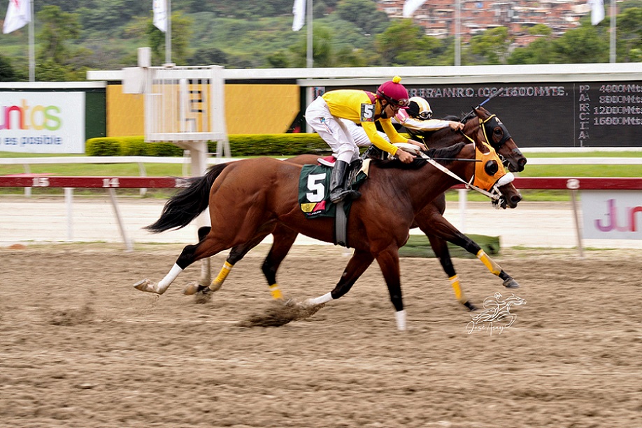 Srta Chenoma, horse, Haras La Invasión, Clásico Armada Bolivariana de Venezuela, domingo, 24 de julio de 2022, La Rinconada. Foto: José Antonio Aray