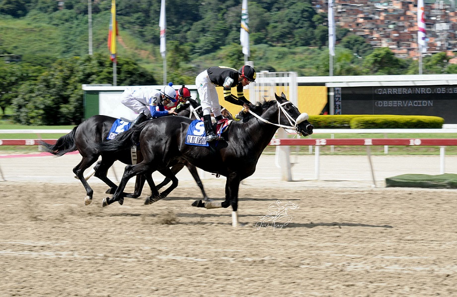 El De Froix, horse, King Seraf, Clásico Copa Invitacional del Caribe, domingo, 28 de agosto de 2022, La Rinconada. Foto: José Antonio Aray