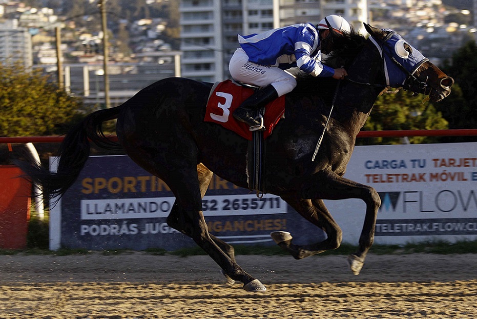 Ferragamo, horse, Haras Santa Mariana, Clásico Nicolás Canessa Montt, miércoles, 18 de agosto de 2022, Valparaíso Sporting Club. Foto: Jaime Cortés