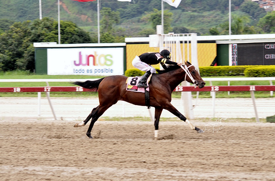 Futuro, horse, Haras Los Caracaros, Clásico My Own Business, domingo, 7 de agosto de 2022, La Rinconada. Foto: José Antonio Aray