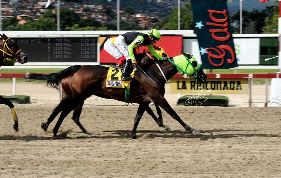 Sandovalera, horse, King Seraf, Clásico Copa Cruz Del Ávila, domingo, 28 de agosto de 2022, La Rinconada. Foto: José Antonio Aray