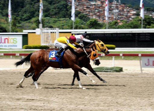 Srta Chenoma, horse, Documentary, Clásico Sprinters Yeguas, domingo, 28 de agosto de 2022, La Rinconada. Foto: José Antonio Aray