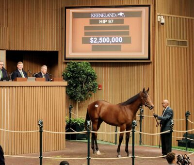 Potro castaño hijo de, Quality Road en True Feelings por Latent Heat., sesión 1, Keeneland Sales, lunes, 12 de septiembre de 2022, Keeneland. Foto: Keeneland