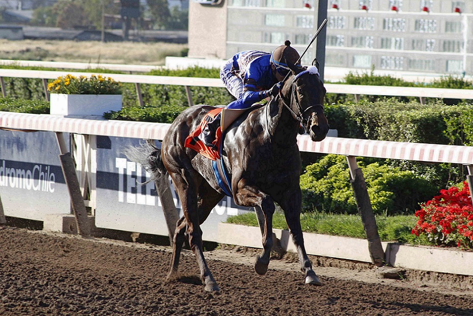 Soy Una Dama, horse, Haras Mocito Guapo, Clásico Papelón, sábado, 15 de octubre de 2022, Hipódromo Chile. Foto: Jaime Cortés