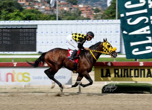 Bombazo, horse, Golden Spikes, Clásico Antonio José de Sucre, domingo, 13 de noviembre de 2022, La Rinconada. Foto: José Antonio Aray