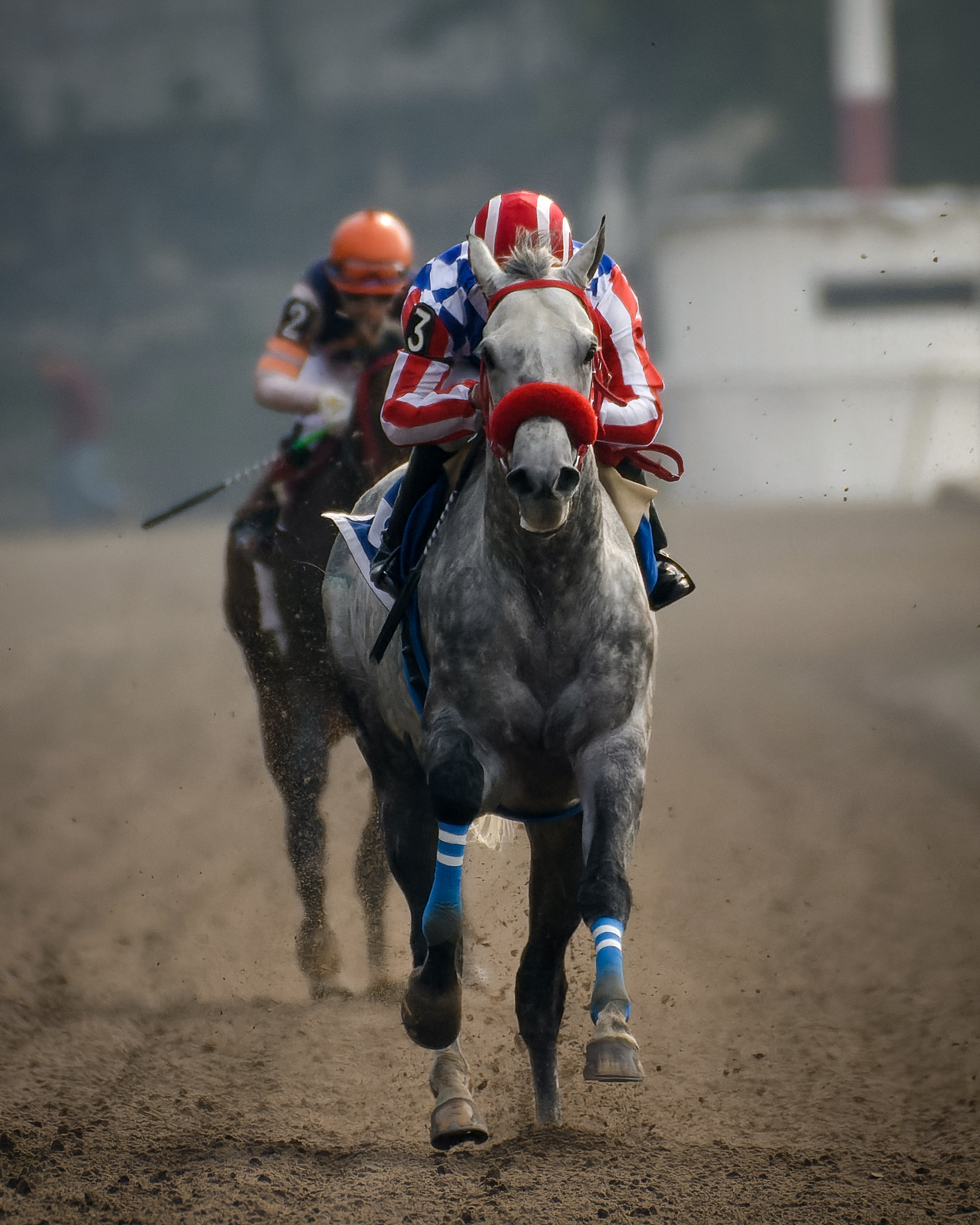 El Santo, horse, Cuadra J.R.R, Clásico Otoño, Hipódromo de Las Américas, viernes, 28 de octubre de 2022. Foto: Miguel Ángel Espinoza