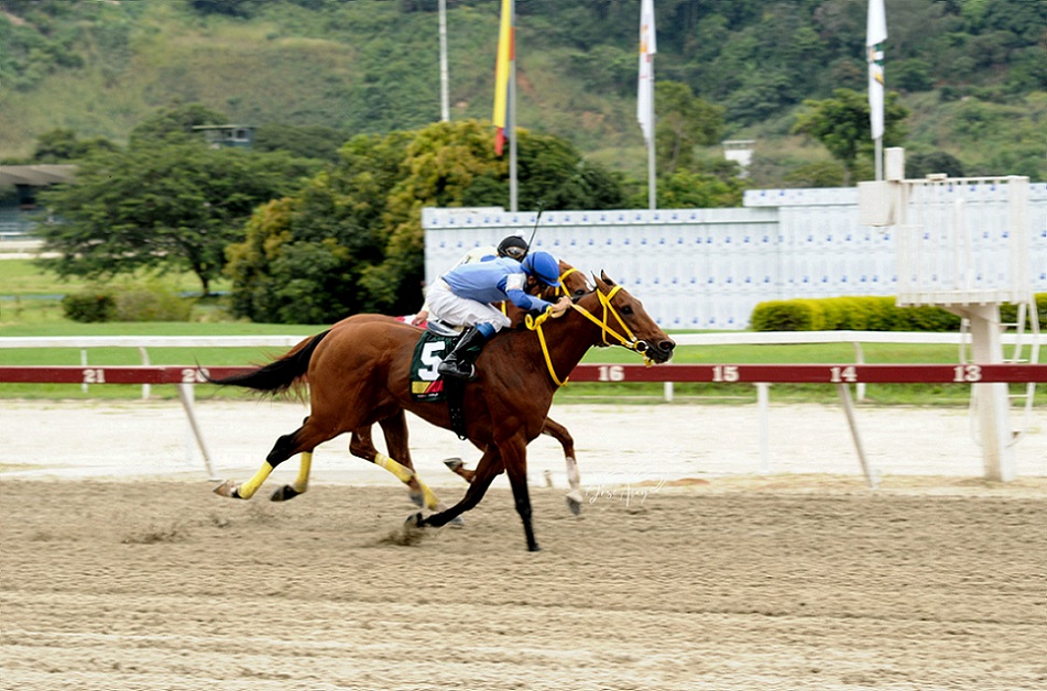 Kingston, horses, Haras La Primavera, Clásico Nuestra Señora de la Chiquínquira Machos, domingo, 6 de noviembre de 2022, La Rinconada. Foto: José Antonio Aray